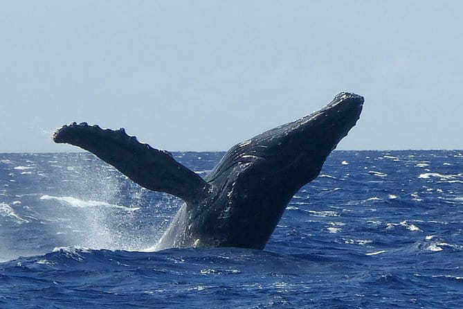 Whalewatch Deluxe Tour from Ma'alaea Harbor - Key Points