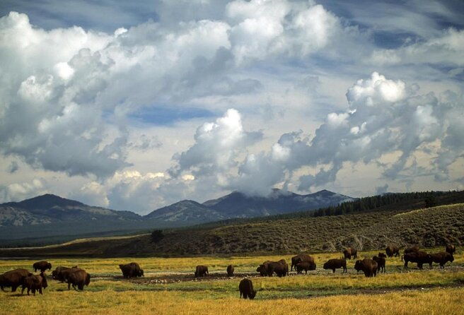 Wildlife and Waterfalls - Wildlife and Waterfalls Tour Review: A Balanced Look at an Authentic Yellowstone Experience