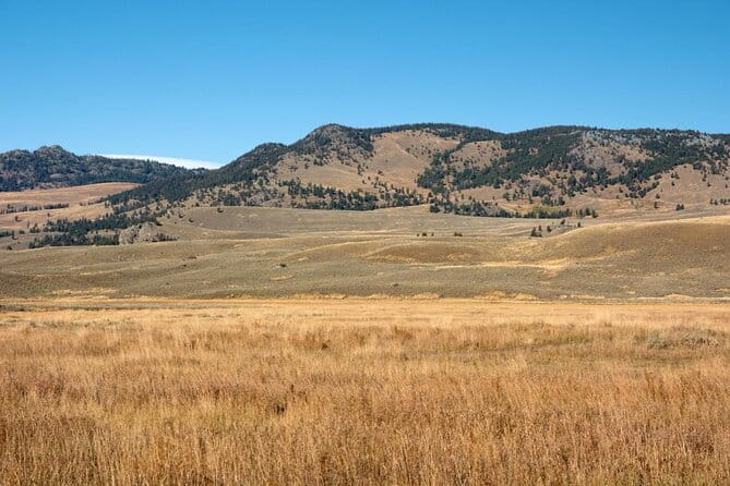 Wildlife & Wolf Private Tour with Lunch - Key Points