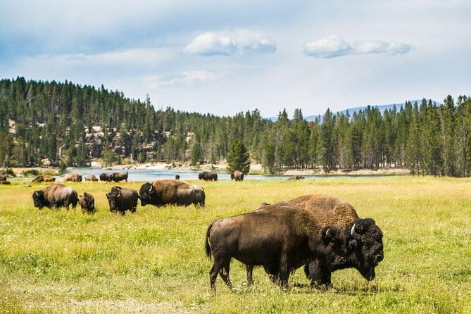 Yellowstone Full-Day Upper Loop with Wildlife Adventure w/Lunch - Key Points