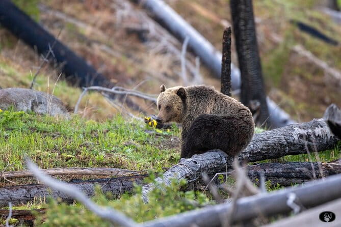 Yellowstone Wildlife and Photo Tours “Upper Loop” Tour From Cody - Key Points