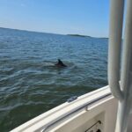 1 Hour Private Dolphin and Nature Tour - Analyzing Value: Price vs. Experience