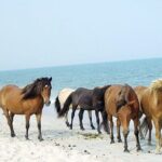 1-Hour Private Party Assateague Island Pony Cruise in Ocean City - Who Is This Tour Best Suited For?
