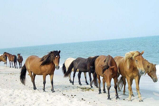1-Hour Private Party Assateague Island Pony Cruise in Ocean City - Who Is This Tour Best Suited For?