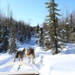 1-hr. Dog Sledding Tour in Fairbanks (without transportation) - The Practicalities and Considerations