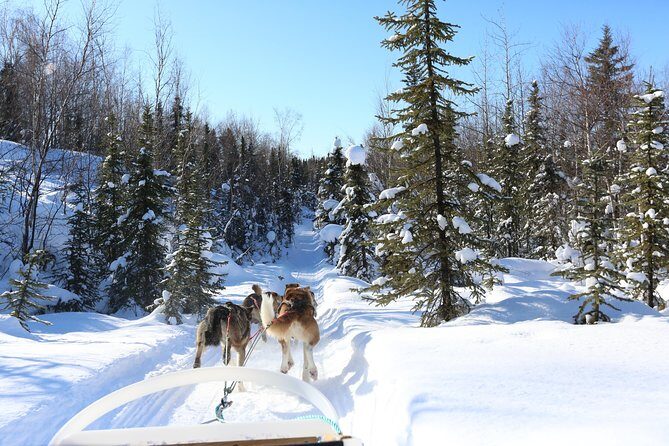 1-hr. Dog Sledding Tour in Fairbanks (without transportation) - The Practicalities and Considerations