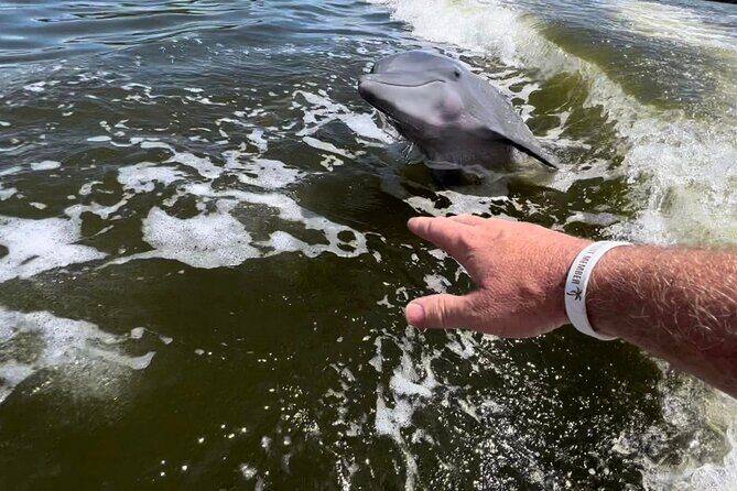 10,000 Islands Boat Tour + Naturalist Led Walk in the Everglades! - What Makes This Tour Stand Out?