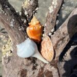 10,000 Islands Shelling Trip Marco Island FL - FAQs