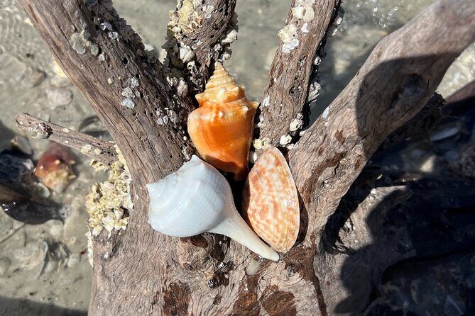 10,000 Islands Shelling Trip Marco Island FL - FAQs