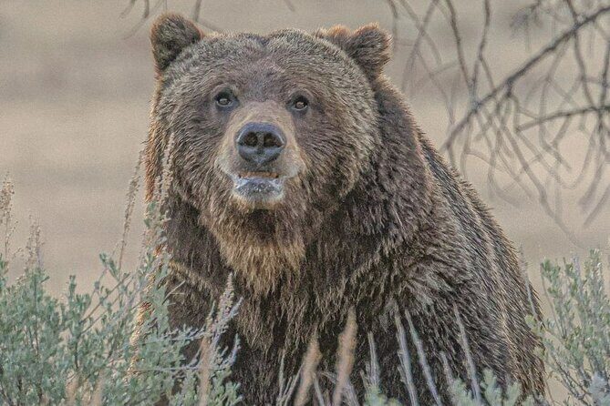 2-Day Private Tour in Yellowstone(Lower and Upper Loops w Iconic Sites) w Lunch - Is This Tour Worth the Price?