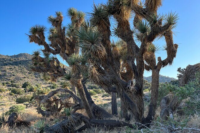 2-days Private Tour to Joshua Tree National Park from Los Angeles - The Sum Up