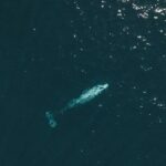 2 Hour Whale Watching Kayak Tour for Two - The Cost and What You’re Getting