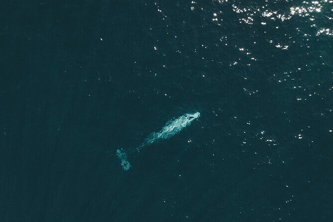2 Hour Whale Watching Kayak Tour for Two - The Cost and What You’re Getting
