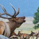 3/4 Day RMNP Mtn to Sky+Bear Lake Rd Tour-RMNPhotographer - Who Will Love This Tour?