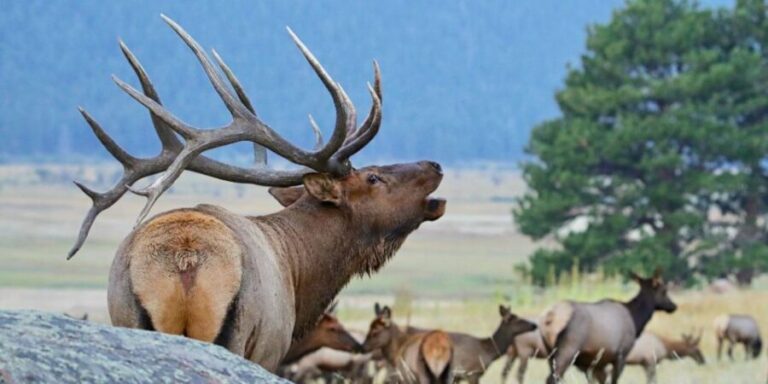 3/4 Day RMNP Mtn to Sky+Bear Lake Rd Tour-RMNPhotographer - Who Will Love This Tour?