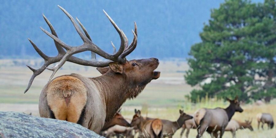 3/4 Day RMNP Mtn to Sky+Bear Lake Rd Tour-RMNPhotographer - Who Will Love This Tour?