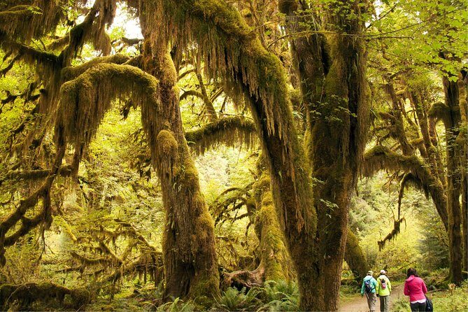 3 Days in Olympic National Park from Seattle: Silent Forest - Hoh Rainforest - Day 3: Mountain Vistas and Return to Seattle