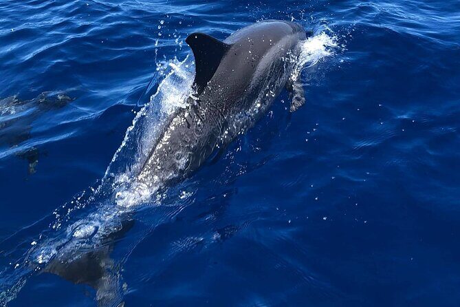 4 Hour Private Snorkeling Tour in Kona - The Sum Up