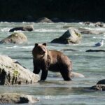 4 hours Haines Chilkoot Wilderness and Wildlife Tour - A Detailed Look at the 4-Hour Haines Wilderness and Wildlife Tour