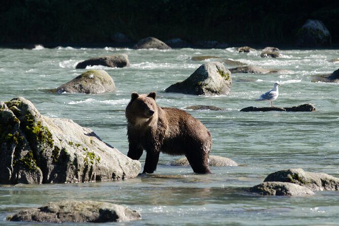 4 hours Haines Chilkoot Wilderness and Wildlife Tour - A Detailed Look at the 4-Hour Haines Wilderness and Wildlife Tour