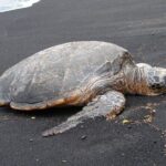 5 Hour Custom Private Tour of Hawaii - What Makes This Tour Stand Out