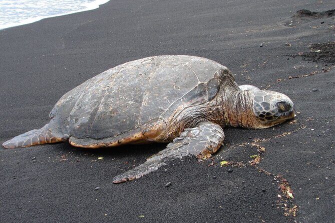 5 Hour Custom Private Tour of Hawaii - What Makes This Tour Stand Out