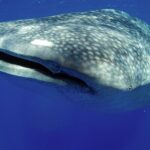 5-Hour Kona Private Boat Charter - What Makes This Tour Stand Out?
