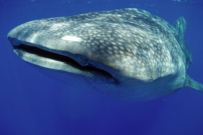 5-Hour Kona Private Boat Charter - What Makes This Tour Stand Out?