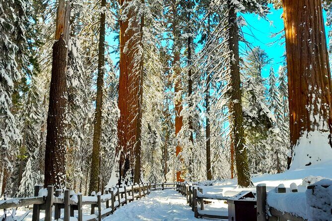 5-Star Rated Sequoia Winter Tour - The Experience of the Guides