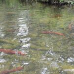 7 Mile Canoe Trail Tour - Final Thoughts