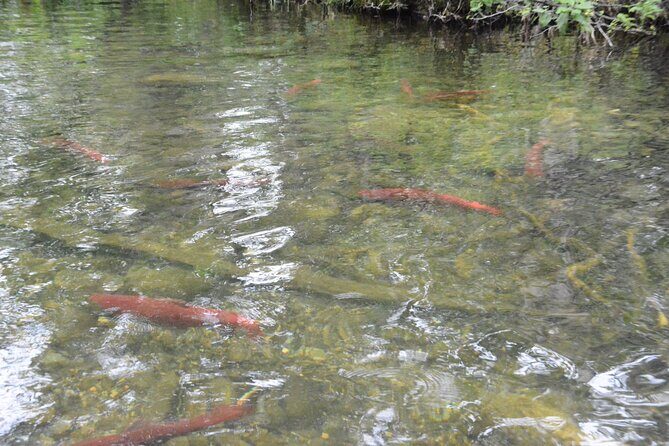 7 Mile Canoe Trail Tour - Final Thoughts