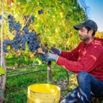 8 Hour Napa or Sonoma Wine Tour in Private Limousine - Who Should Book This Tour?