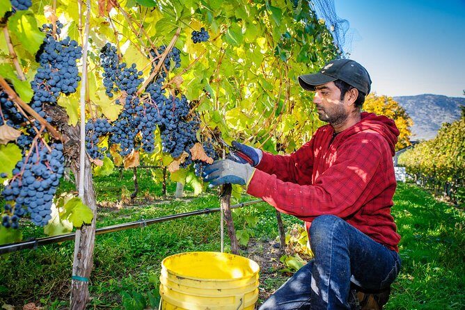 8 Hour Napa or Sonoma Wine Tour in Private Limousine - Who Should Book This Tour?