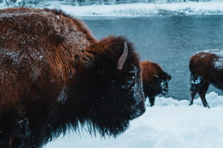 9-Day winter Yellowstone Tour with Southern Utah and Arizona - What Makes This Tour Stand Out