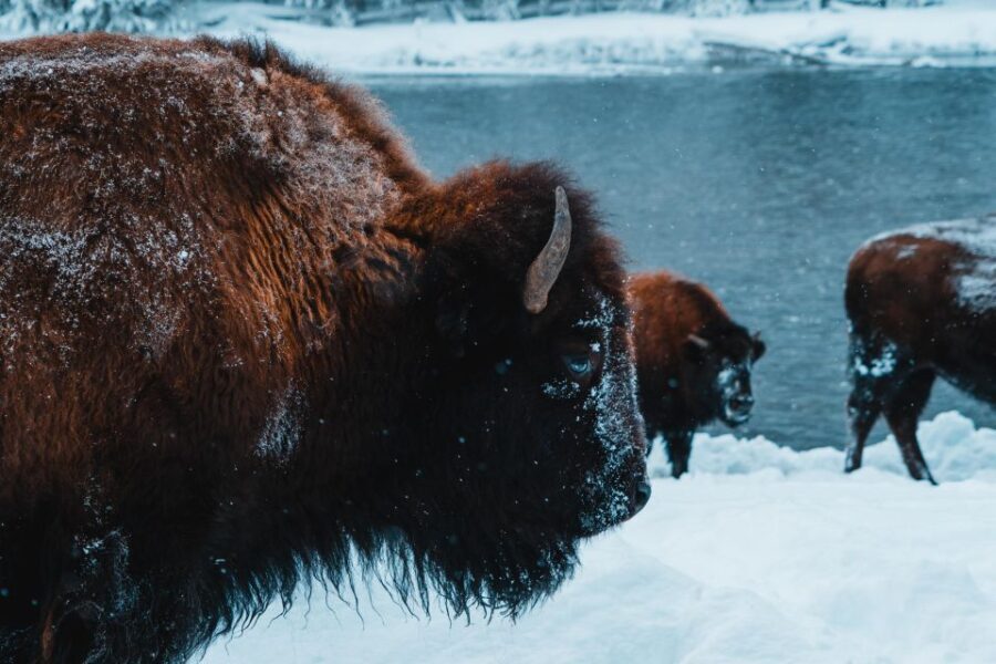 9-Day winter Yellowstone Tour with Southern Utah and Arizona - What Makes This Tour Stand Out