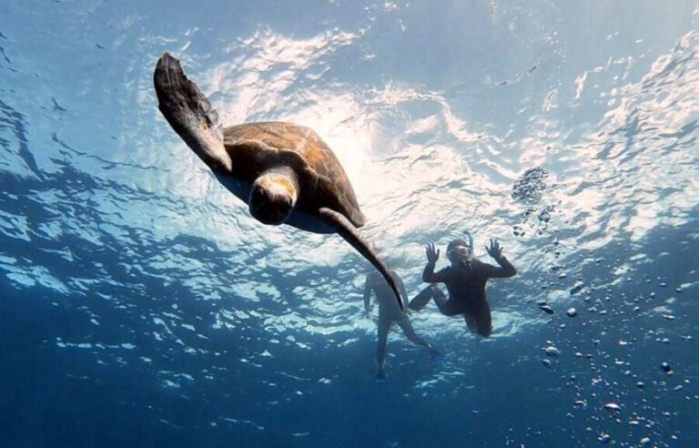 Abades: Tenerife Turtles and Rays Snorkeling Trip - Who Will Love This Experience?