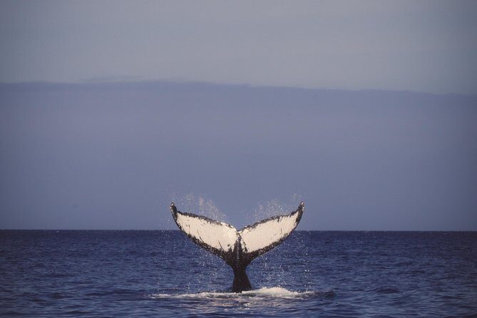 Afternoon Tradewind Sail from Waikoloa - A Breakdown of the Itinerary & Experience