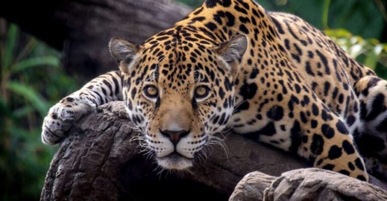 Alabama: Birmingham Area Family Fun Multi-Attraction Pass - Birmingham Zoo: Up Close with Wildlife
