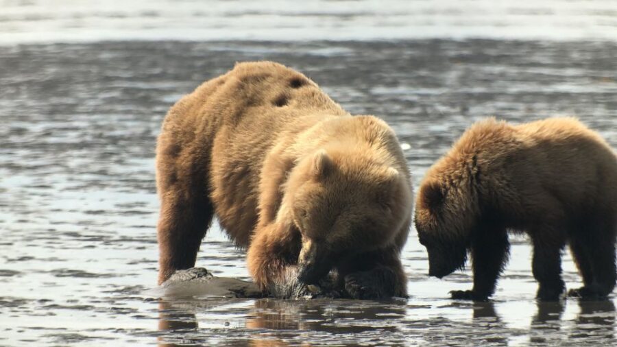 Alaska 9 Day Ocean Wildlife to Interior Wilderness Adventure - What Sets This Tour Apart