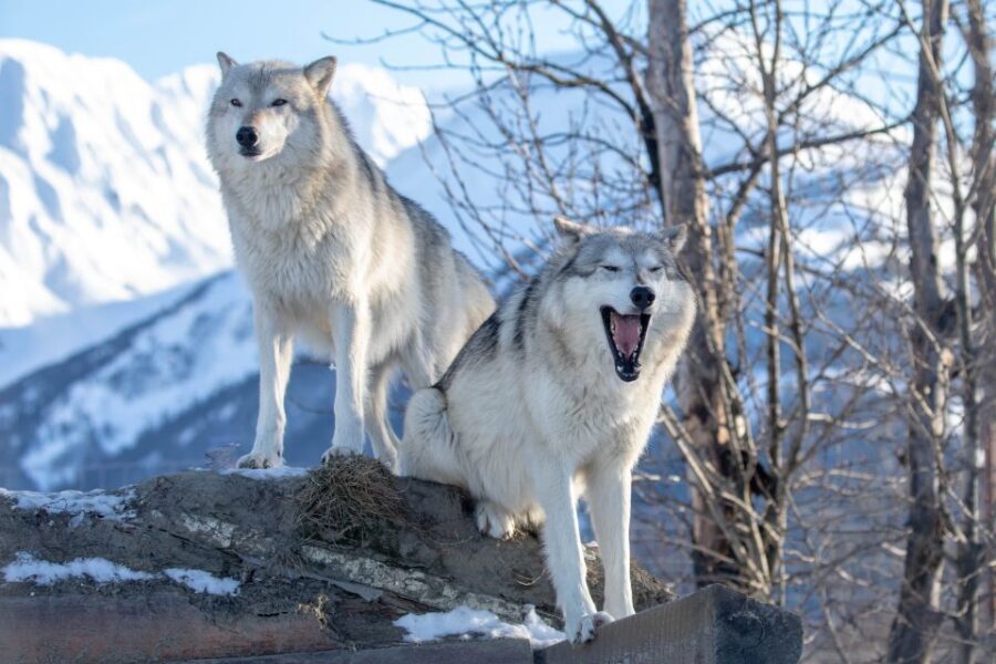 Alaska Wildlife Conservation Center: Admission Ticket - What to Expect at the Alaska Wildlife Conservation Center