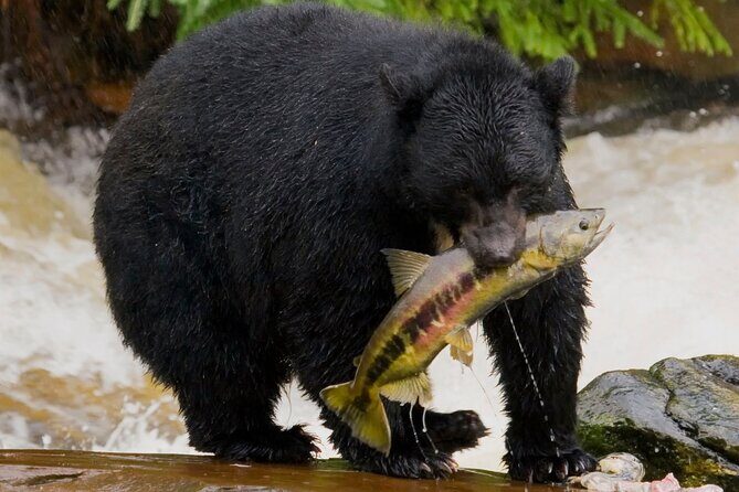 Alaska Wildlife Safari and Sightseeing Tour - The Detailed Breakdown of the Tour