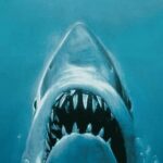 All New Shared Jaws tour Budget Friendly - A Closer Look at the Jaws Tour Experience