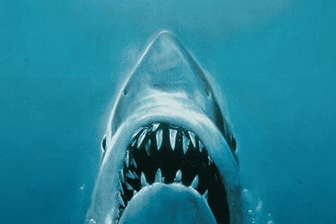 All New Shared Jaws tour Budget Friendly - A Closer Look at the Jaws Tour Experience