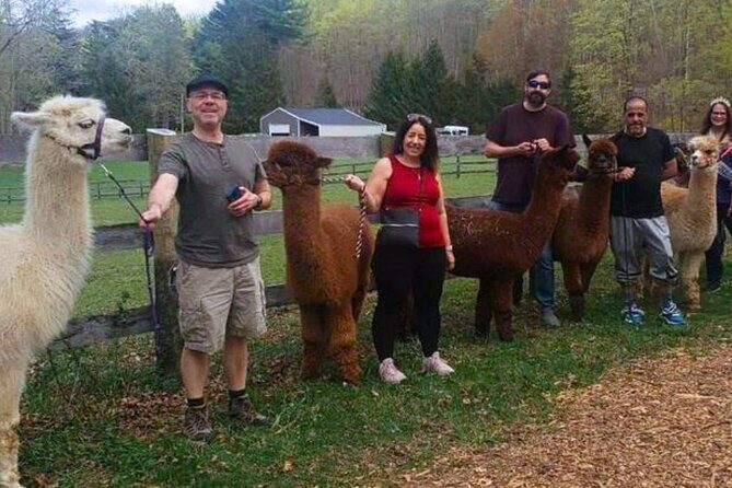 Alpaca and Llama Trek in Pleasant Valley - Why This Tour Might Be Perfect for You