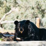 Alpine: Lions Tigers & Bears Animal Sanctuary Guided Visit - The Practical Details