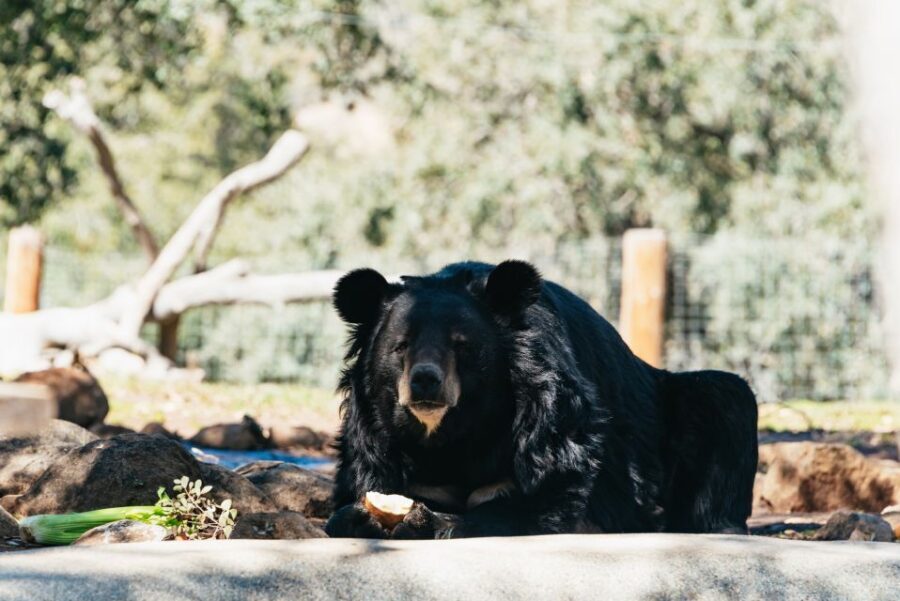 Alpine: Lions Tigers & Bears Animal Sanctuary Guided Visit - The Practical Details