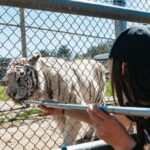Alpine: Lions Tigers & Bears Sanctuary Visit and Feeding - Why It’s a Good Value