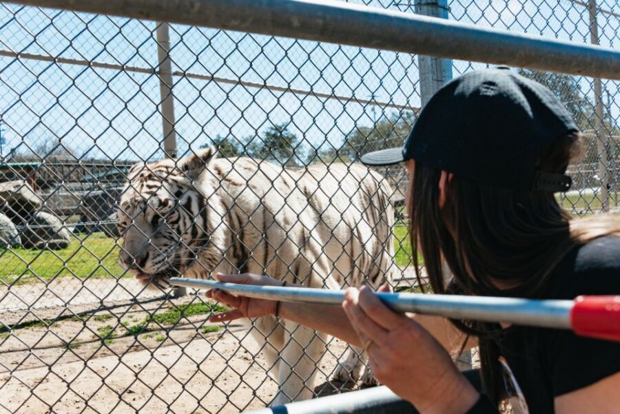 Alpine: Lions Tigers & Bears Sanctuary Visit and Feeding - Why It’s a Good Value