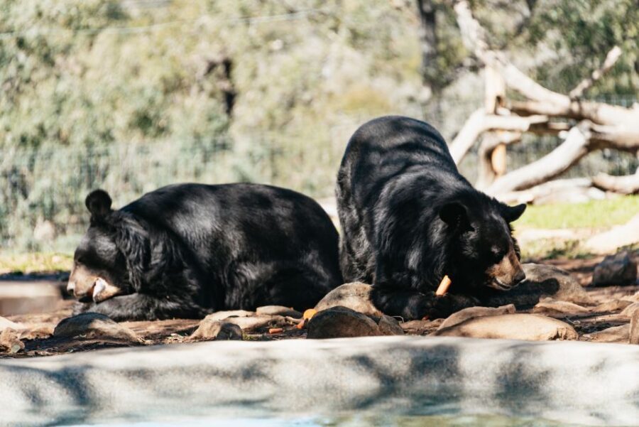 Alpine: Lions Tigers & Bears Sanctuary Visit and Tour - Value and Practical Details