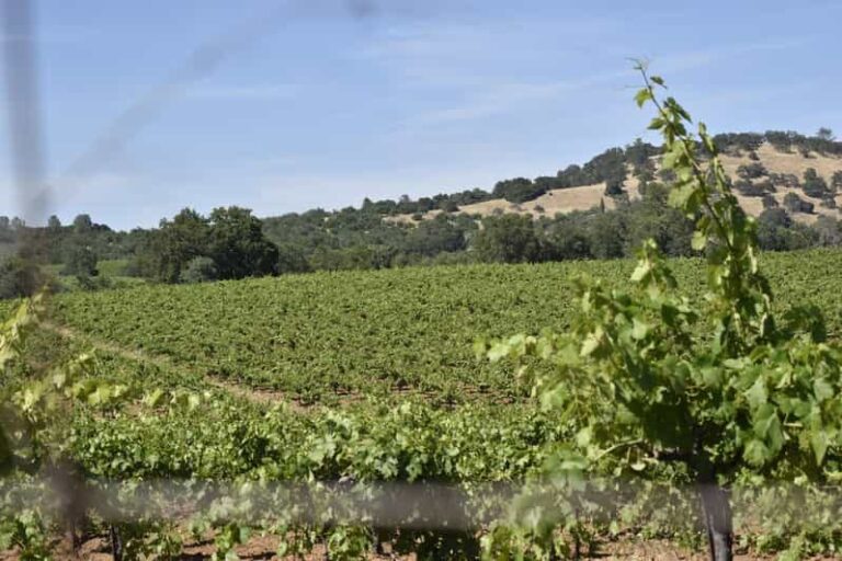 Amador County Wine Tasting Tour Private Tour 1 To 14 Group - The Value of This Private Tour
